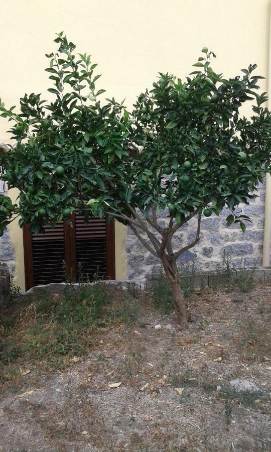 Bed and Breakfast La Collina Dei Ciliegi Sarule Екстер'єр фото